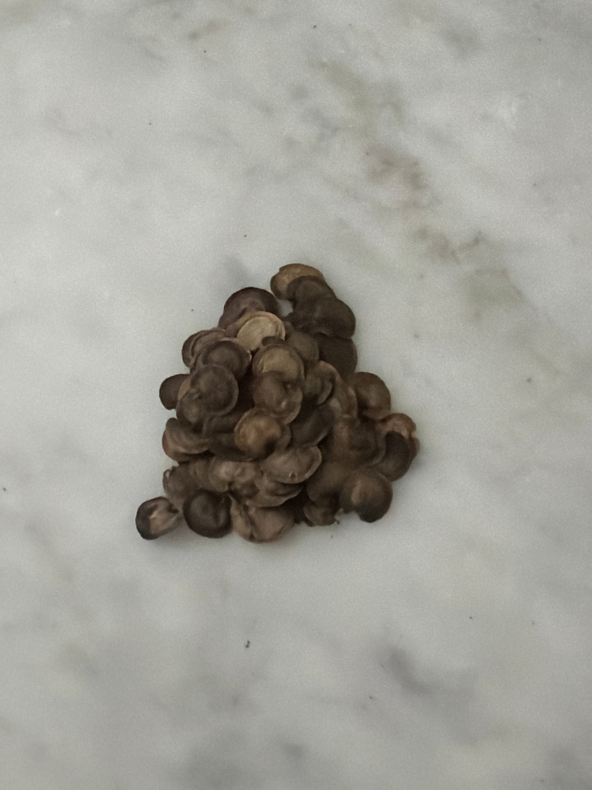 Dried Lunaria annua Honesty seed pods with seeds, showing textured seed capsules and dried plant stems for gardening or planting.