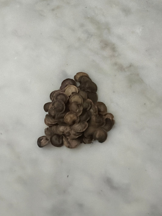Dried Lunaria annua Honesty seed pods with seeds, showing textured seed capsules and dried plant stems for gardening or planting.