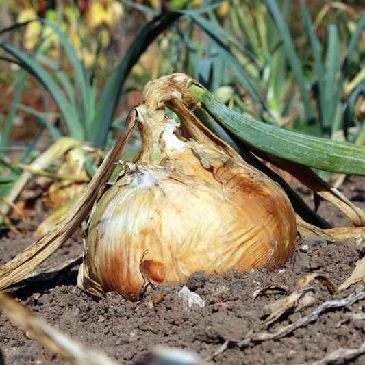 Intermediate day-neutral hybrid Candy Onion plants from The Farm On Central, showing healthy onion bulbs and green foliage.