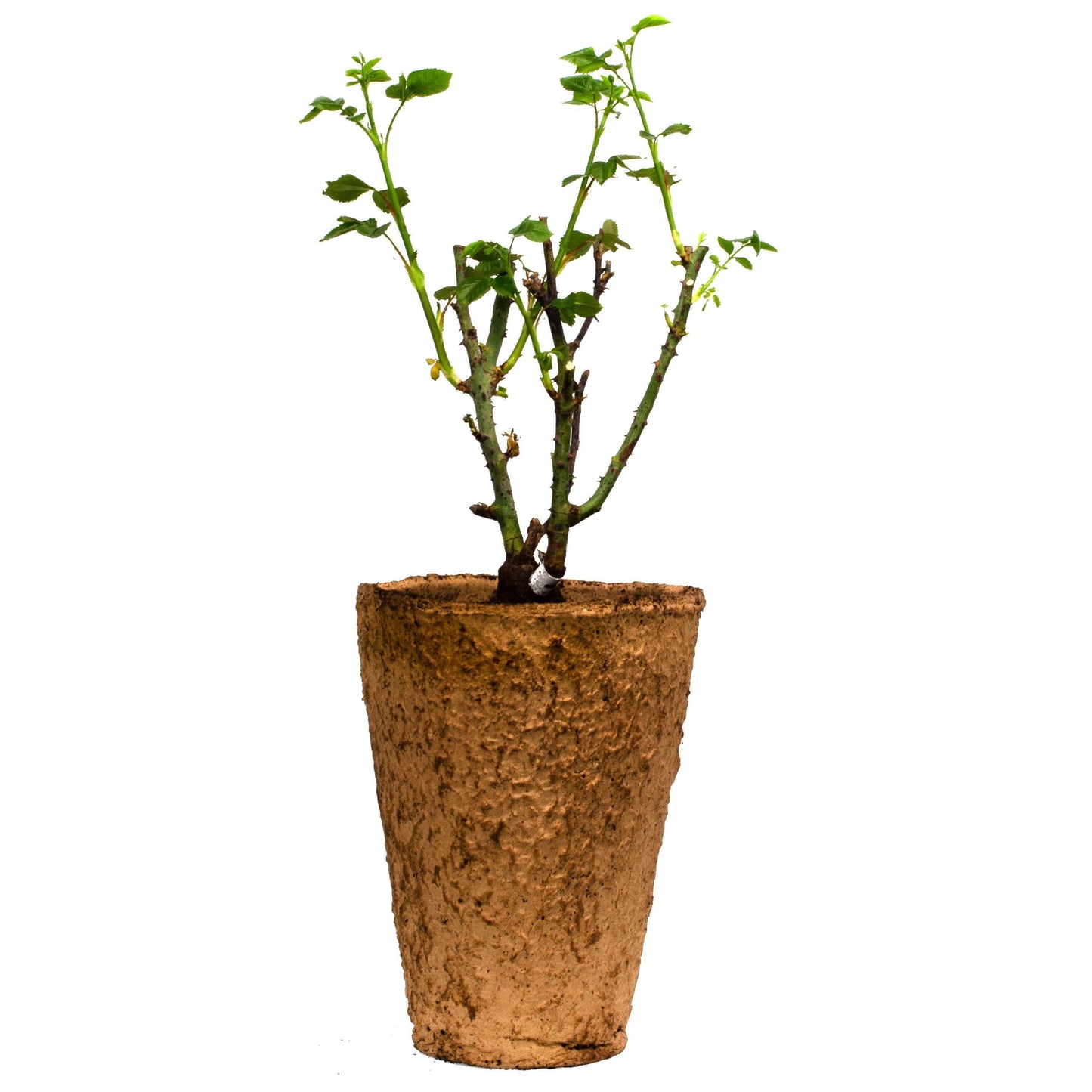 Raspberry Cream Twirl climbing rose plant in a 1.5-gallon fiber pot with lush green leaves and blooming rose flowers.