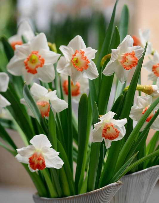 Large cupped daffodil bulbs from BloomingBulb, showcasing vibrant yellow flowers and lush green foliage.