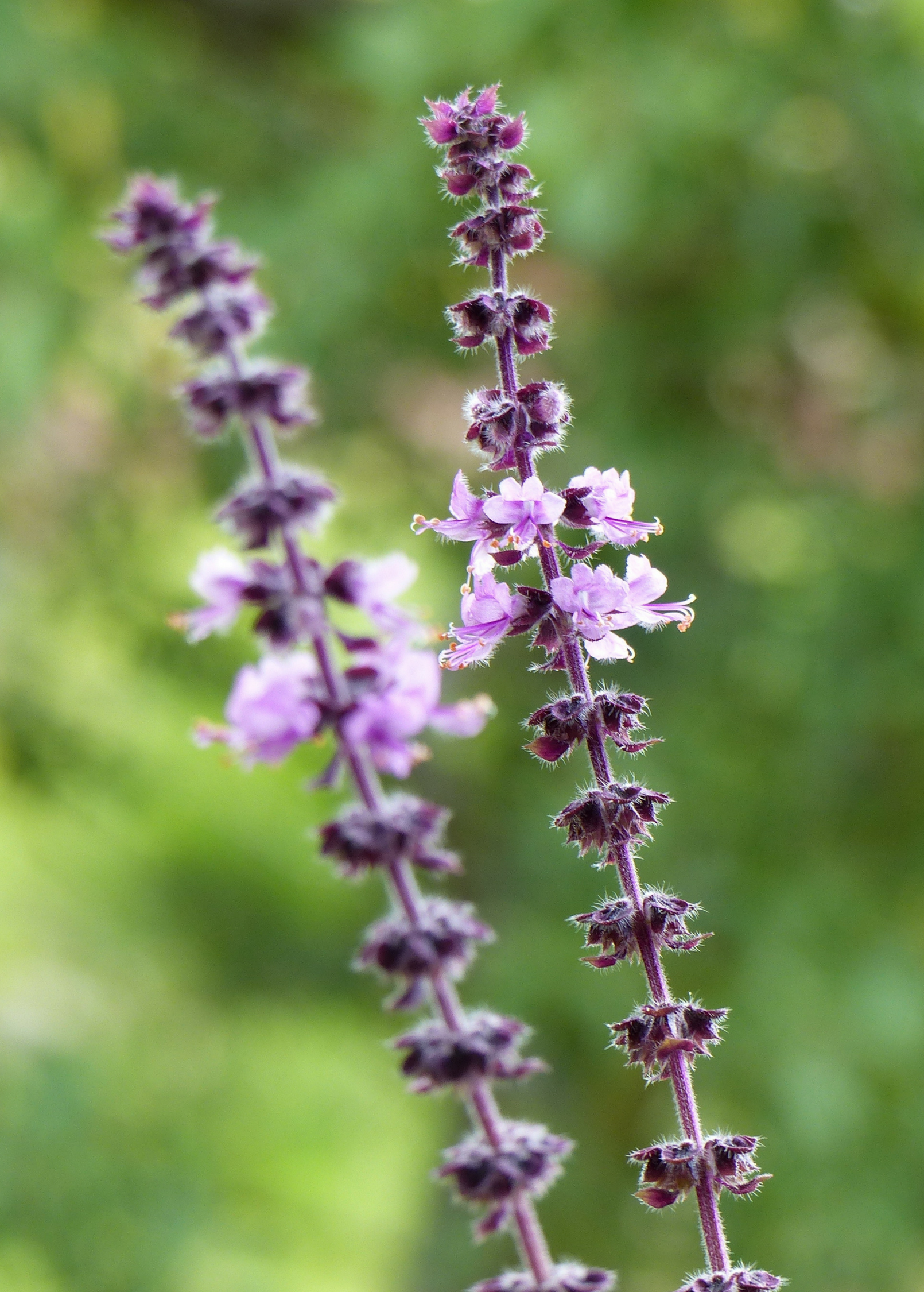 African Blue Basil herb plant by Sow Exotic, showcasing dark purple leaves and bushy growth, ideal for herb gardens.