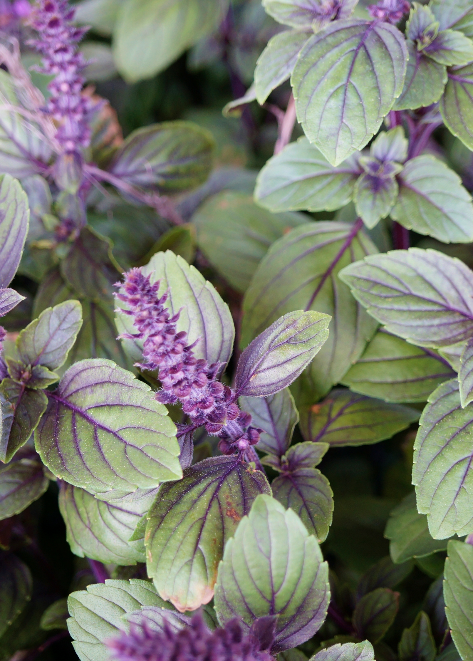 African Blue Basil herb plant by Sow Exotic, showcasing dark purple leaves and lush green stems, ideal for culinary and ornamental use.