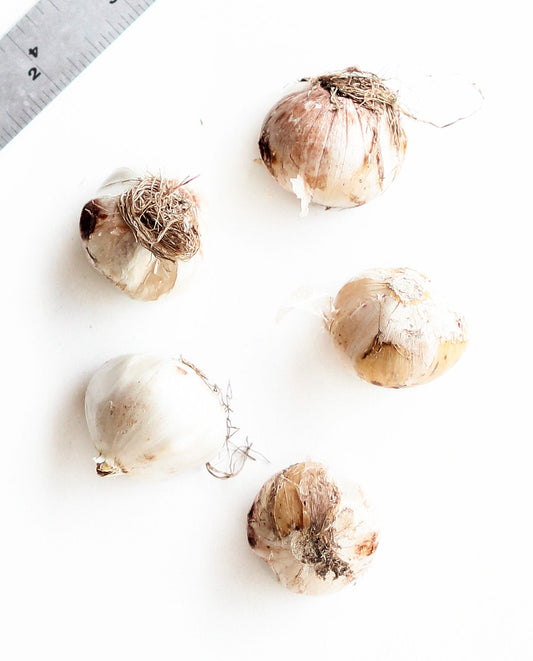 Three Gladiator Allium bulbs from BloomingBulb, showing white and purple spherical flower buds ready for planting.
