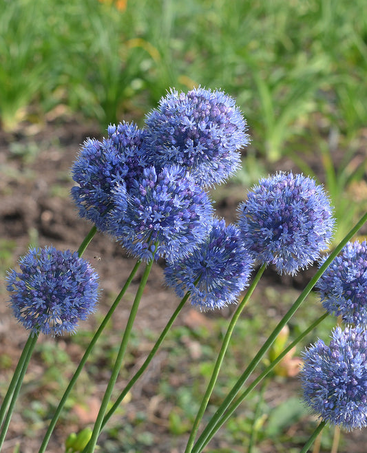 Cluster of five Caeruleum Allium bulbs from BloomingBulb with vibrant blue-purple flower heads and green stems.