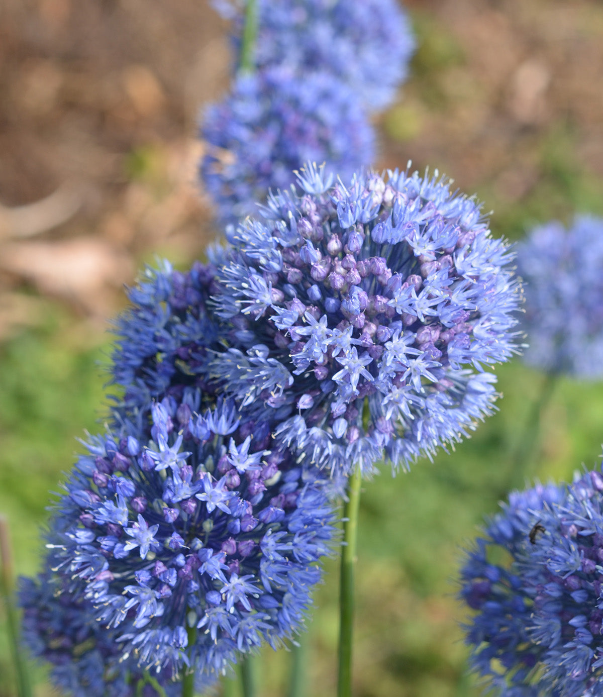 Caeruleum Allium - 5 bulbs