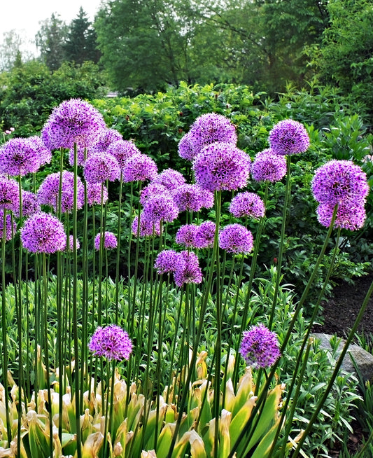 Three Giganteum Allium bulbs from BloomingBulb with their smooth, rounded white bulbs and purple-tinged scales.