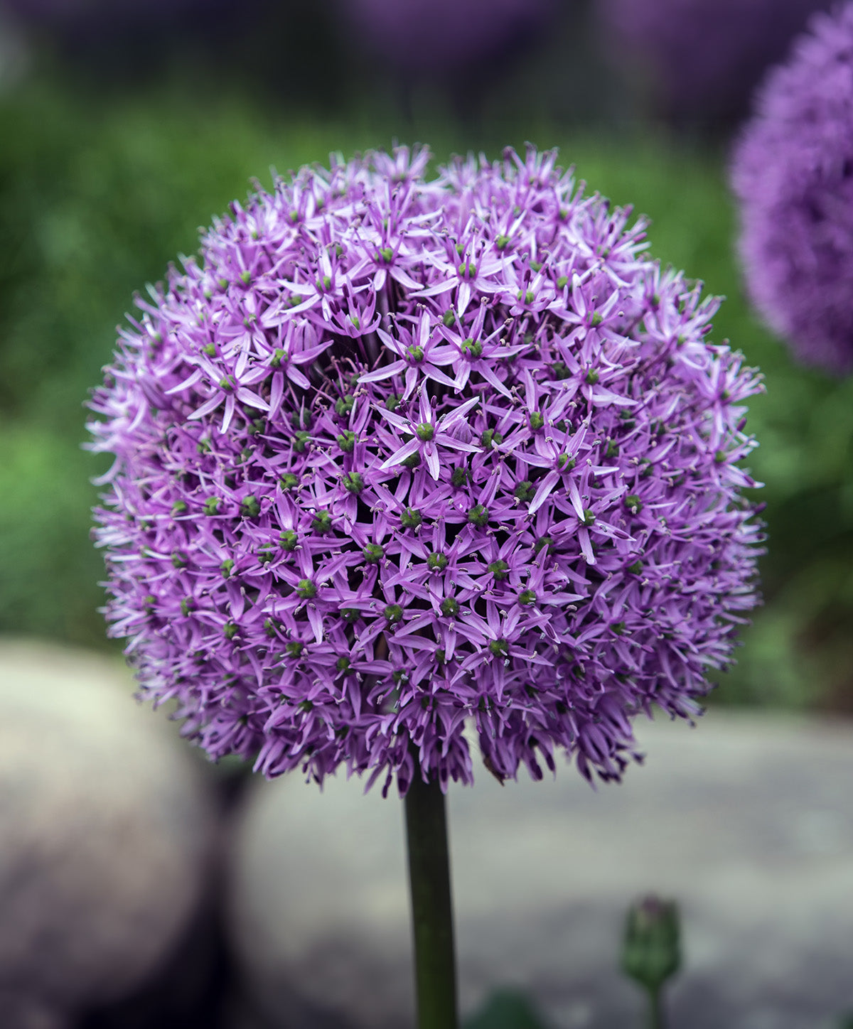 Gladiator Allium - 3 bulbs