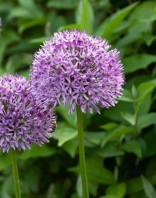 Three Globemaster Allium bulbs from BloomingBulb, featuring large purple flower heads and sturdy green stems.