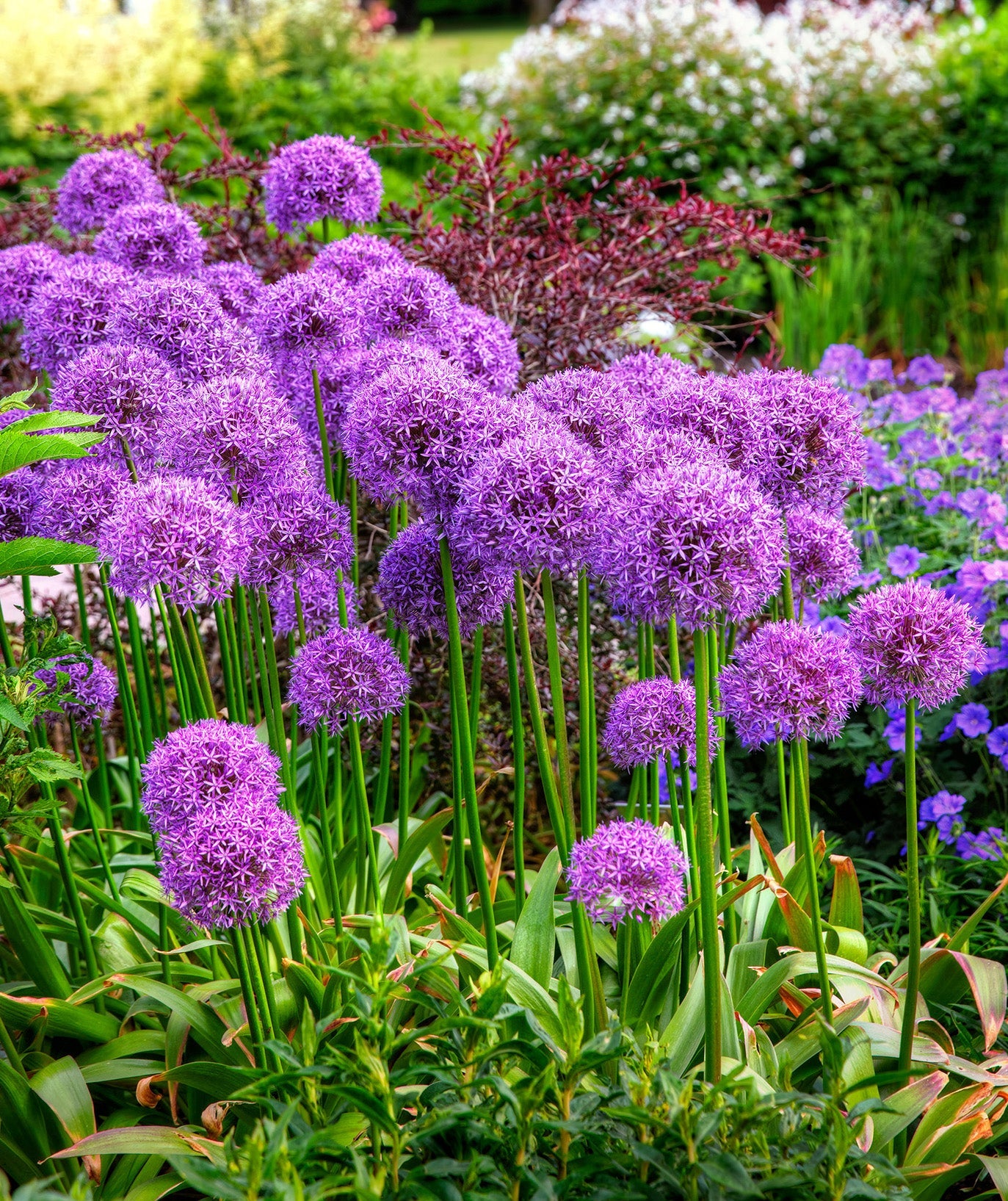 Globemaster Allium - 3 bulbs