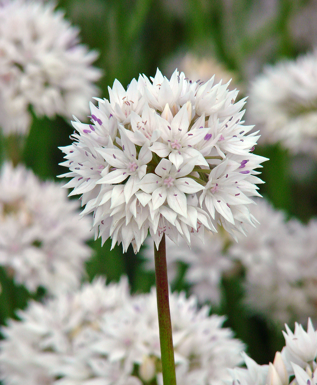 Graceful Beauty® Allium - 5 bulbs