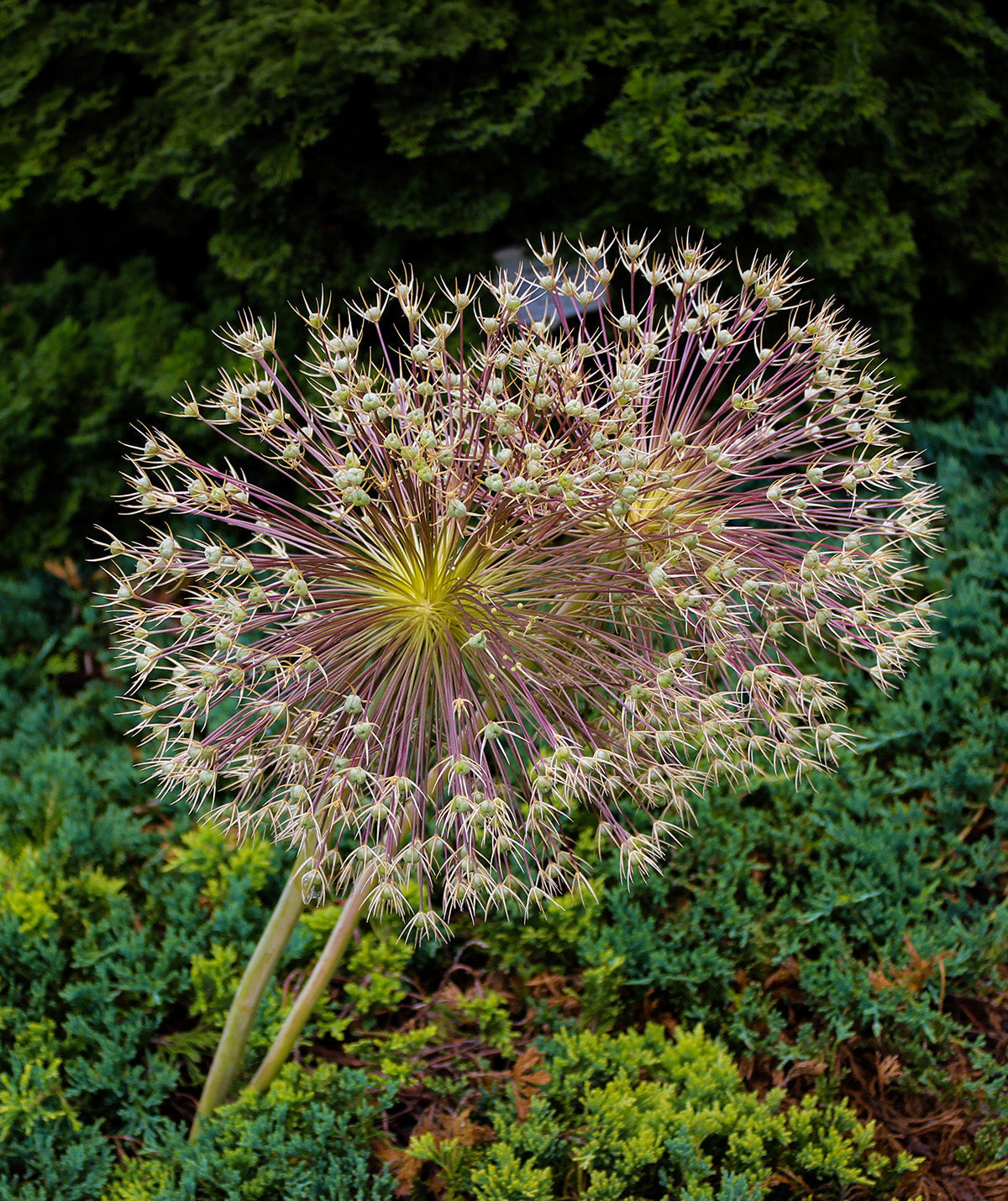 Schubertii Allium - 3 bulbs