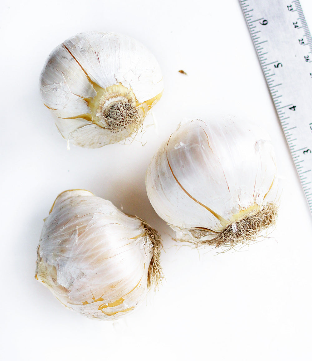 Schubertii Allium - 3 bulbs