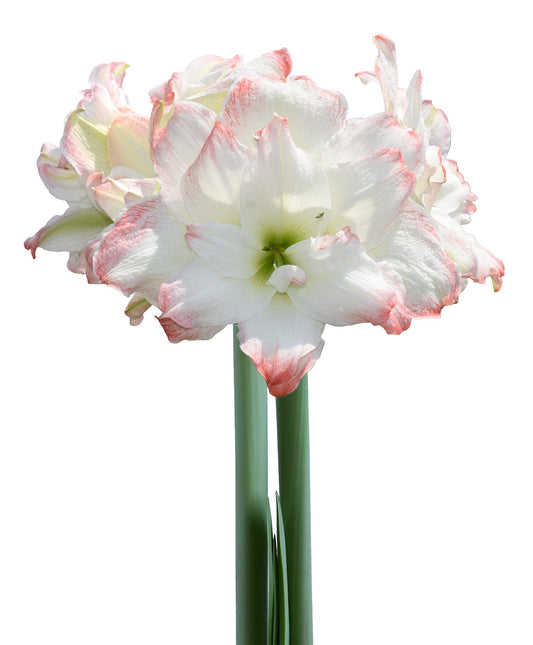 BloomingBulb Amadeus Amaryllis bulb, 28-32 cm, ready for planting with vibrant, large flower buds in a natural setting.