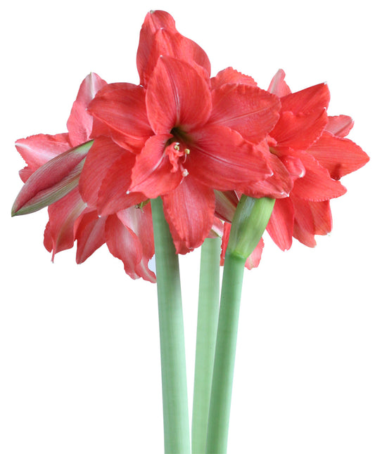 BloomingBulb Ballerina® Sonatini Amaryllis in full bloom with vibrant red and white striped petals, large trumpet-shaped flowers.