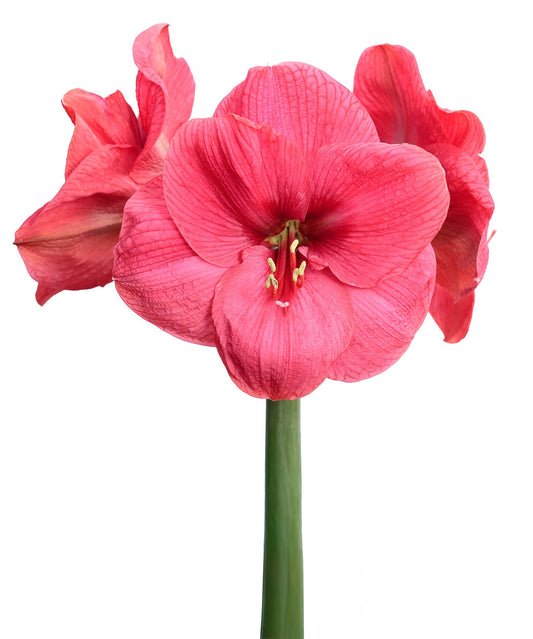 Bright red Bolero Amaryllis flower blooming, featuring large trumpet-shaped petals from BloomingBulb.