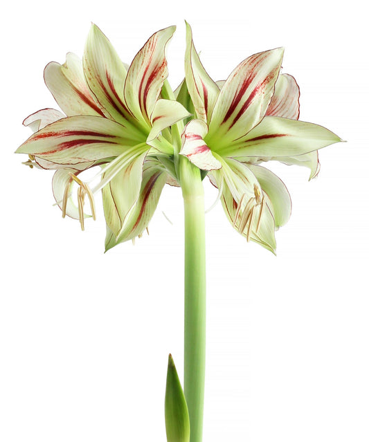 BloomingBulb Dragonfly® Sonatini Amaryllis bulb, 18-22 cm, ready to bloom with vibrant red and white flowers.