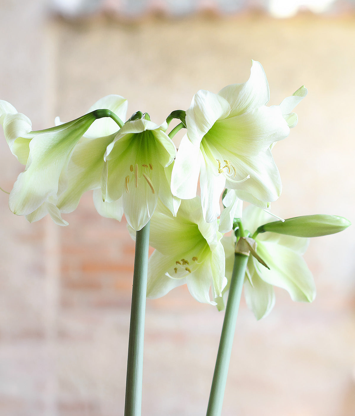 Lemon Sorbet® Sonatini Amaryllis - 16-20 cm bulb