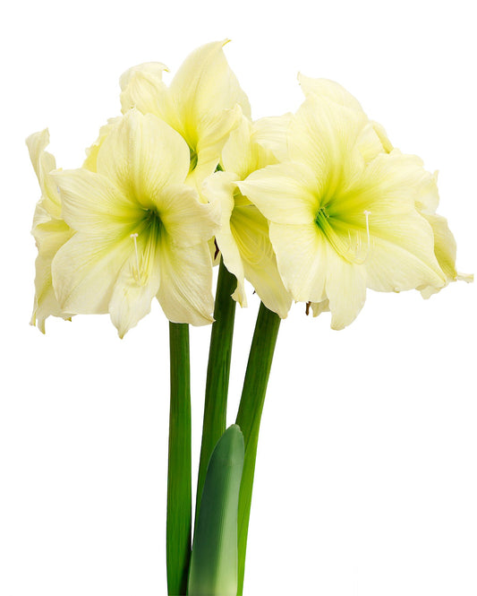 Lemon Star Amaryllis bulb from BloomingBulb, 28-32 cm, showcasing vibrant yellow and white flower buds ready to bloom.