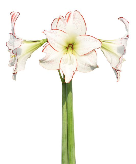 BloomingBulb Picasso Amaryllis bulb, 28-32 cm, ready to bloom with vibrant red and white flowers, ideal for home garden flowering.