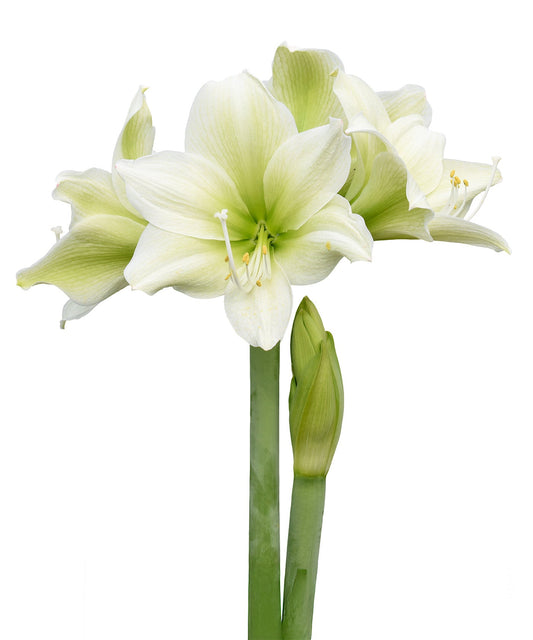 BloomingBulb Siberia Amaryllis bulb, 28-32 cm tall, with vibrant green leaves and a large flower bud ready to bloom.