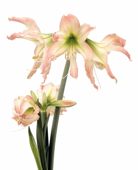 Thai Thai® Sonatini Amaryllis bulb from BloomingBulb, 16-20 cm size, showing vibrant bulb with roots and sprouting flower stalk.