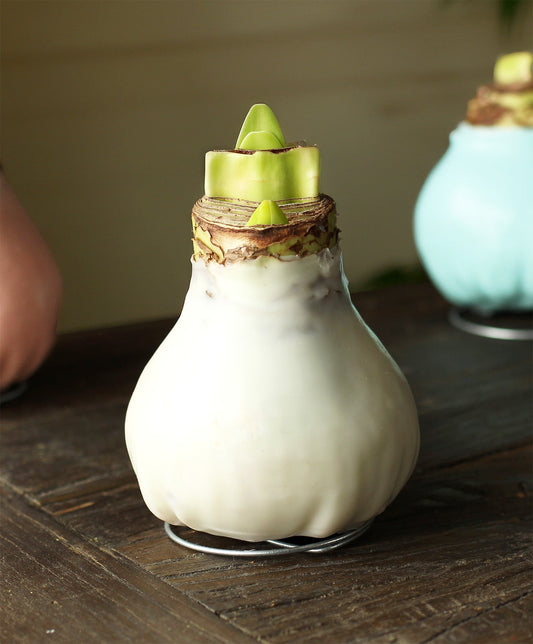White waxed Amaryllis flower from BloomingBulb showing a large white bloom with green stems and waxed finish.