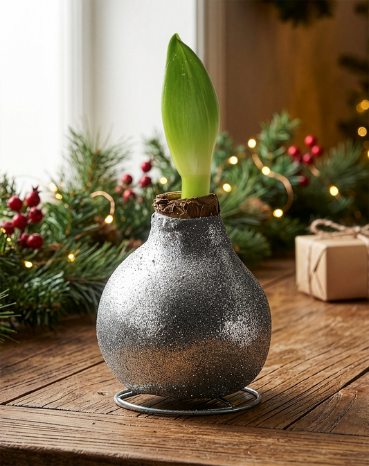 Silver glitter waxed Amaryllis with white flower, decorative BloomingBulb waxed Amaryllis plant in a vibrant, shimmering presentation.