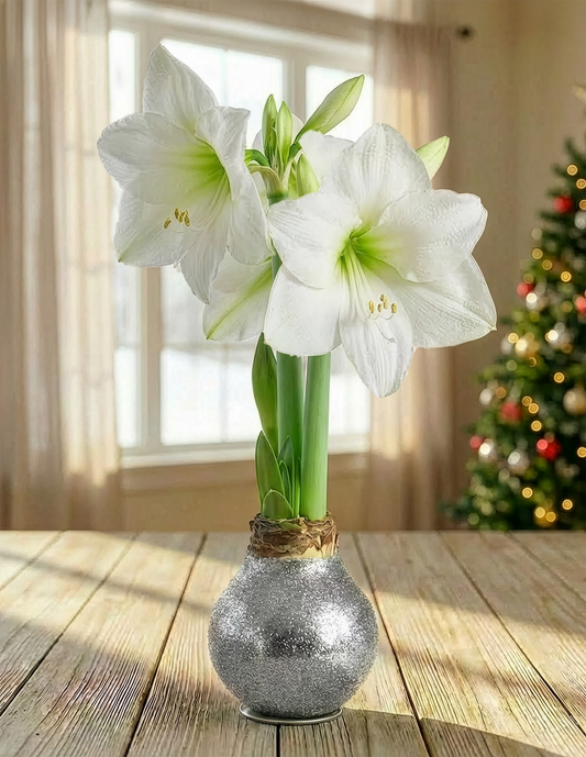 Silver glitter waxed Amaryllis with white flower, decorative BloomingBulb waxed Amaryllis plant for home decor.