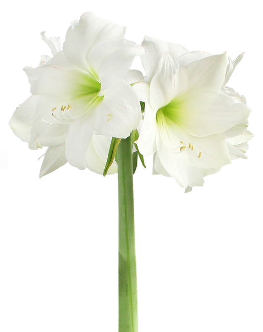 BloomingBulb Wedding Dance® Symphony Amaryllis bulb with vibrant red and white flowers, 24-28 cm size, ready to bloom indoors.