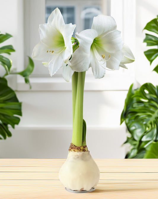 White waxed Amaryllis flower with white petals in a sleek waxed bulb from BloomingBulb.