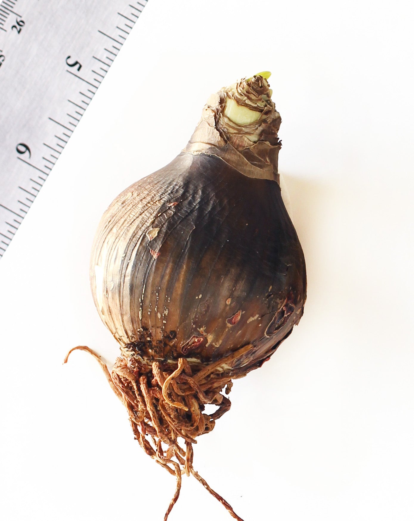Picotee Amaryllis - 22-26 cm bulb