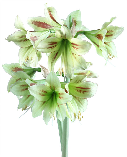 BloomingBulb Graffiti® Sonatini Amaryllis bulb, 14-18 cm, with vibrant red and white striped petals and green leaves.
