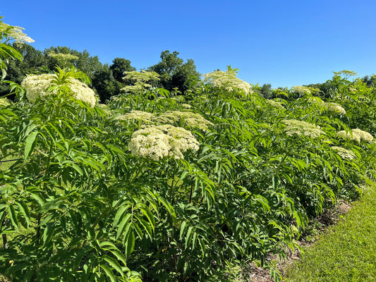 Fresh Wyldewood Elderberry from The Farm On Central, showcasing ripe dark elderberries with green leaves.
