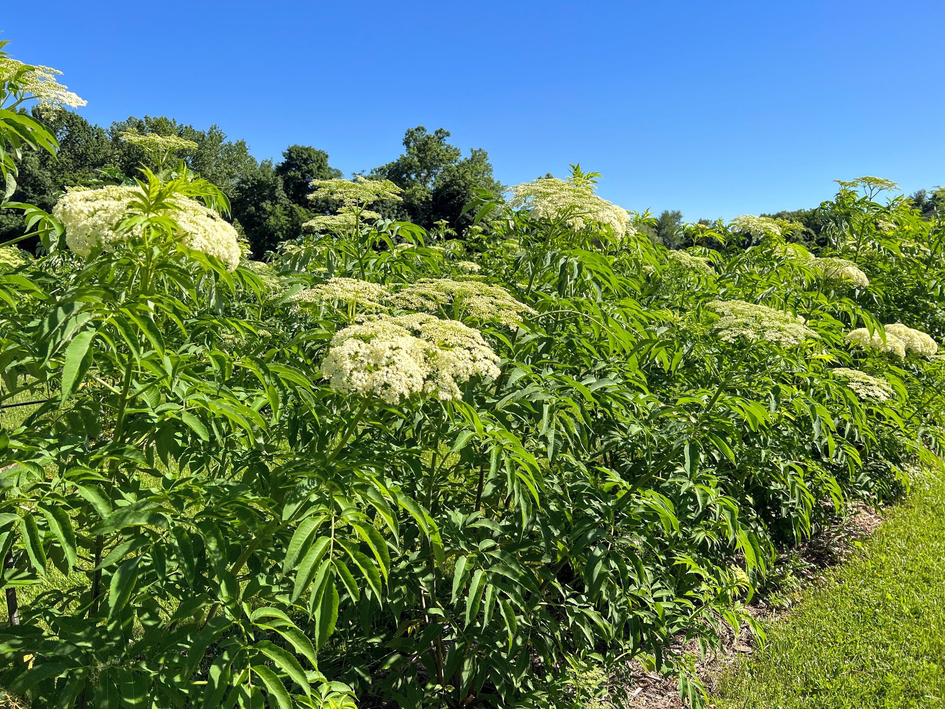 Fresh Cold Climate Elderberry bundle from The Farm On Central, showcasing ripe dark elderberries with green leaves.