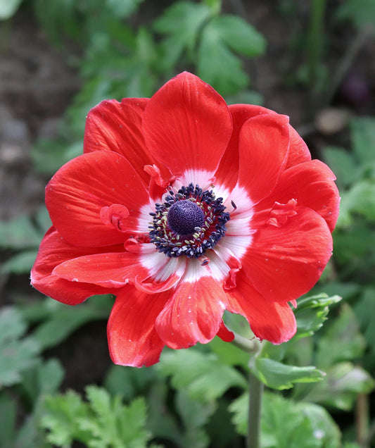 BloomingBulb Hollandia Anemone de Caen bulbs, vibrant spring flowering bulbs with colorful blooms and lush foliage.