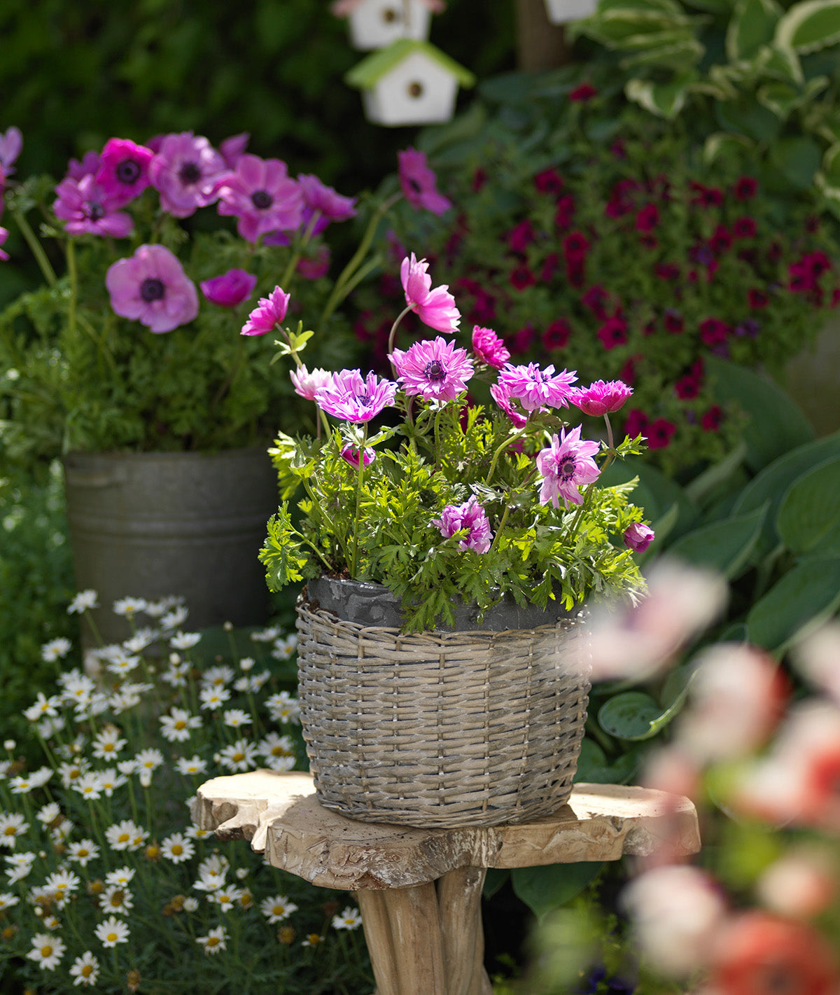 BloomingBulb Sylphide Anemone de Caen bulbs displaying vibrant, healthy flower bulbs ready for planting in spring.