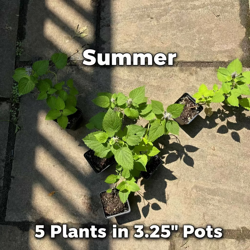 Anise Hyssop Live Plant – Agastache foeniculum – Native Pollinator Perennial – Zones 3–9