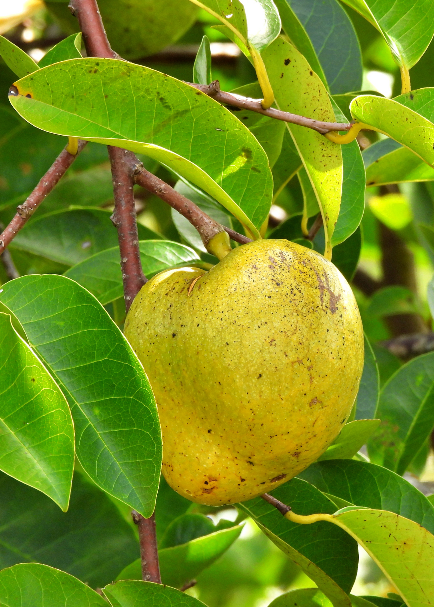 Tropical Pond Apple tree (Annona glabra) by Sow Exotic with lush green foliage and potential fruit on the branches.