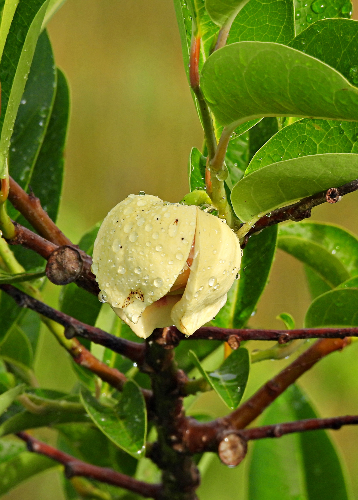 Pond Apple tropical fruit tree by Sow Exotic with lush green foliage and pond apple fruit hanging from branches.