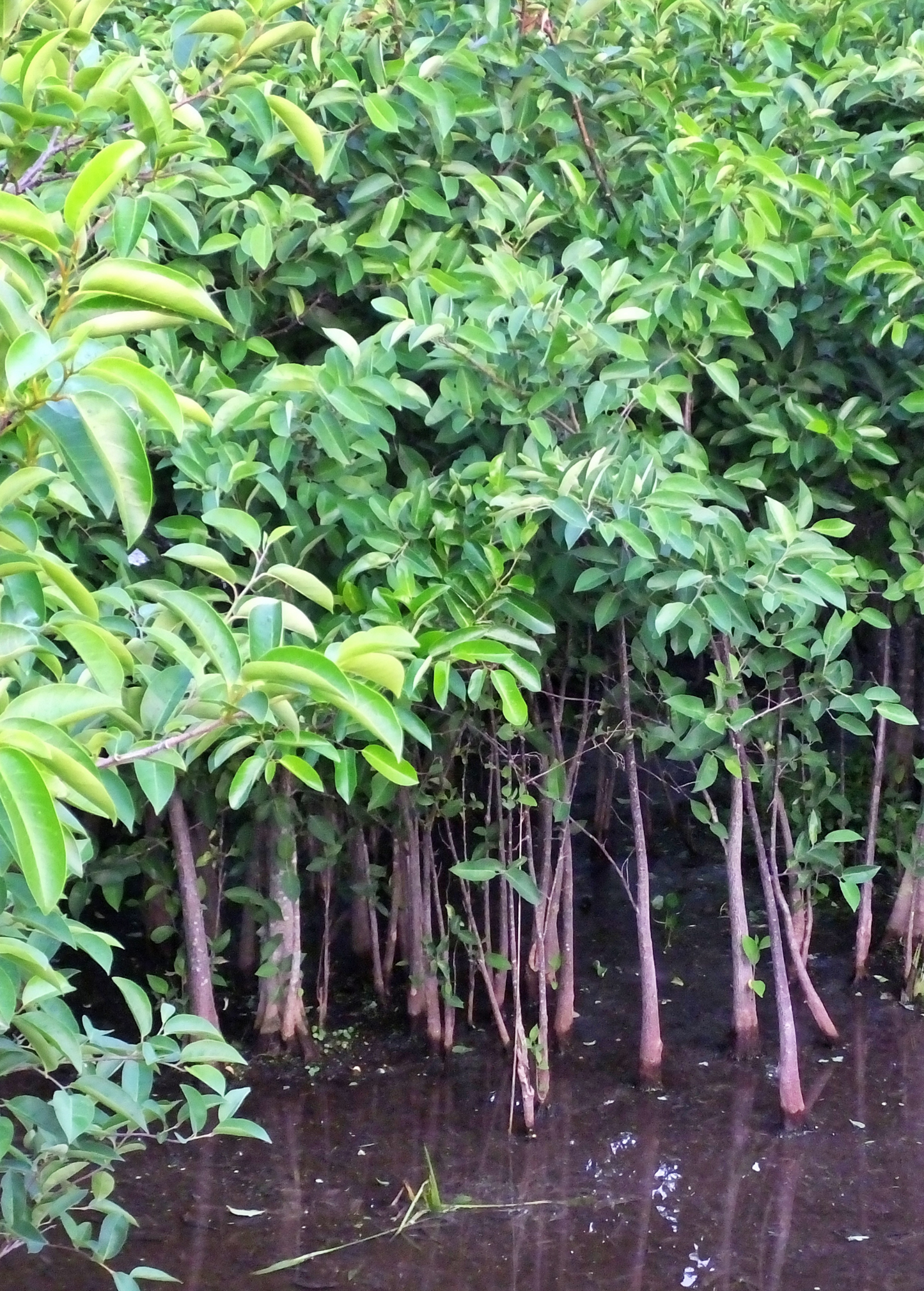 Tropical Pond Apple (Annona glabra) tree with lush green foliage, grown by Sow Exotic, ready for planting.