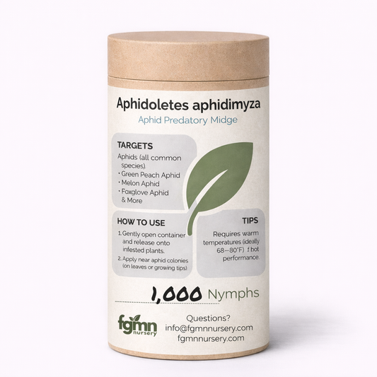 Live Aphidoletes aphidimyza nymphs, natural aphid treatment from FGMN Nursery, used for pest control in gardens.
