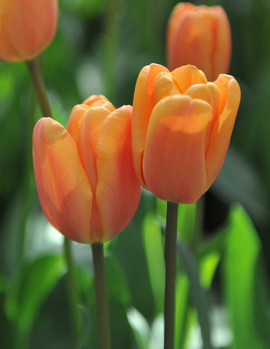 Apricot Foxx Triumph tulip bulbs by BloomingBulb, showing vibrant apricot-colored tulip flowers and green foliage.