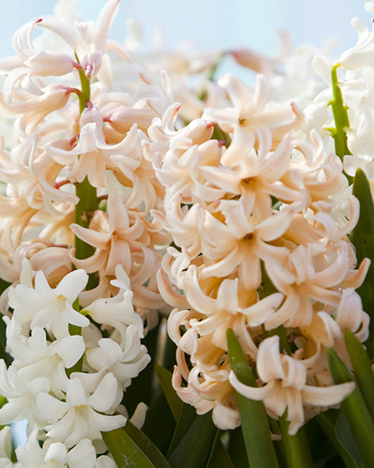 Apricot Passion Hyacinth bulbs from BloomingBulb, showcasing vibrant apricot-colored hyacinth flower clusters.