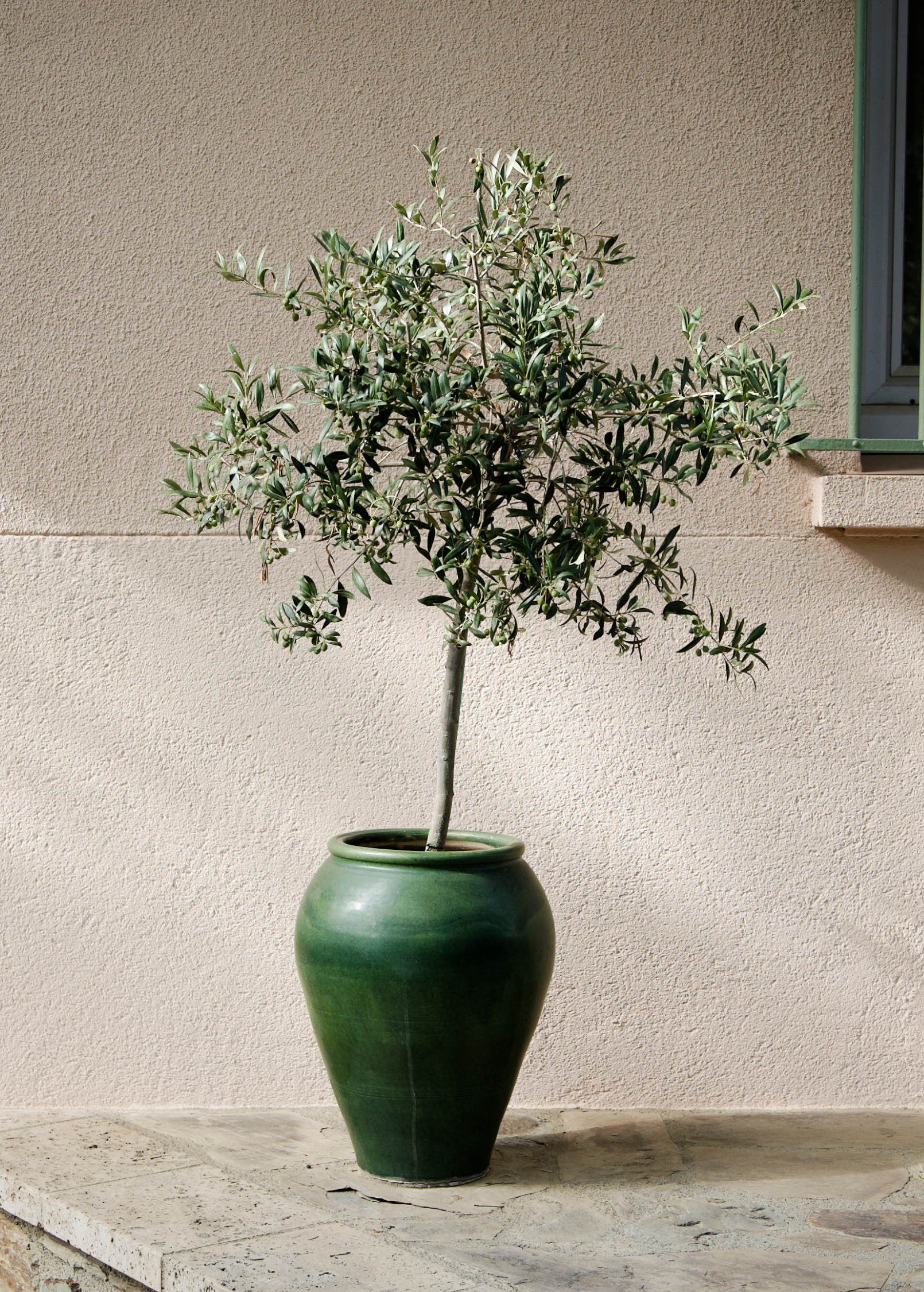 Healthy Olive 'Arbequina' tropical fruit tree by Sow Exotic, showcasing lush green foliage and young branches.