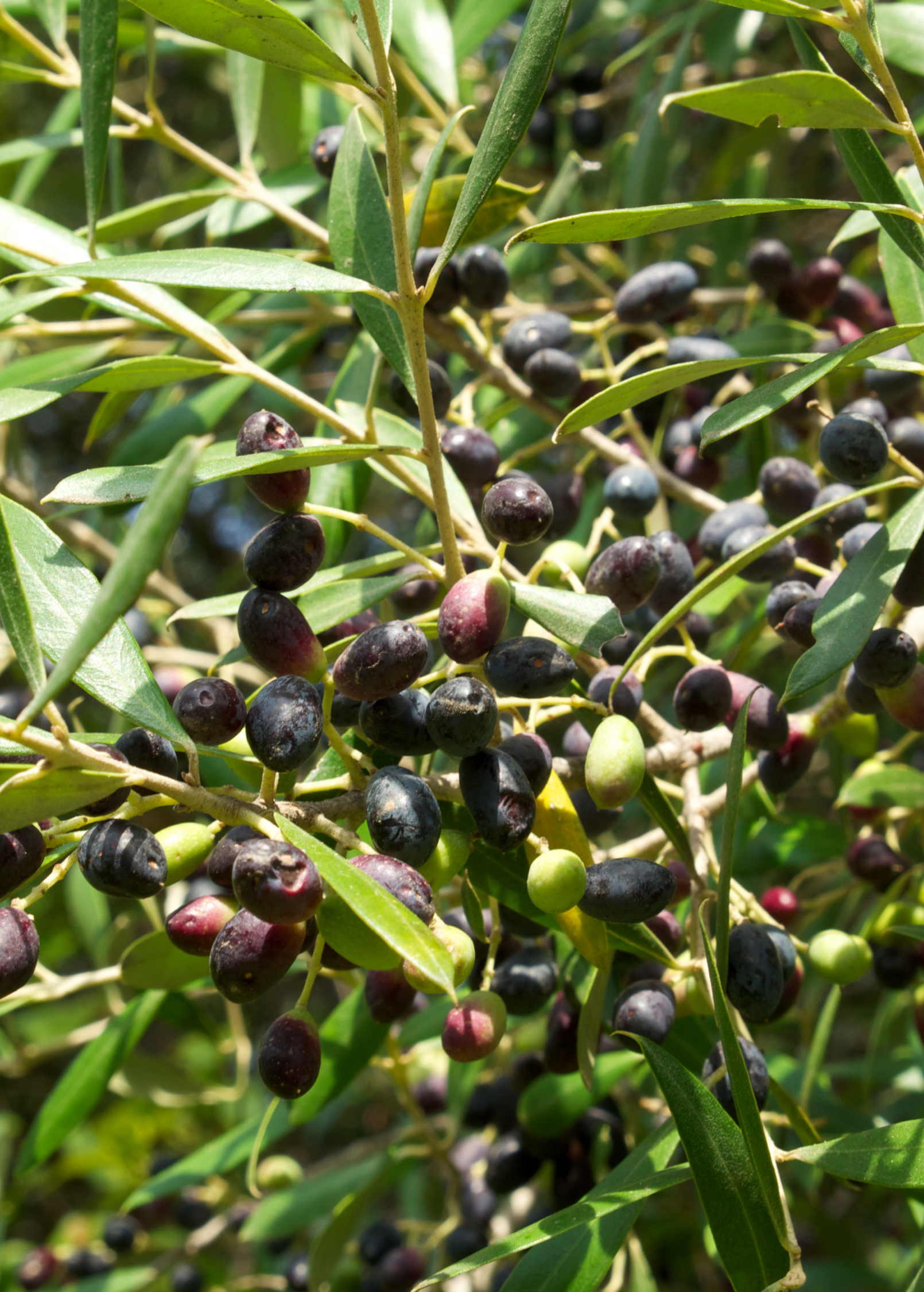 Healthy Olive 'Arbequina' tropical fruit tree by Sow Exotic with lush green foliage, ready for planting and harvest.