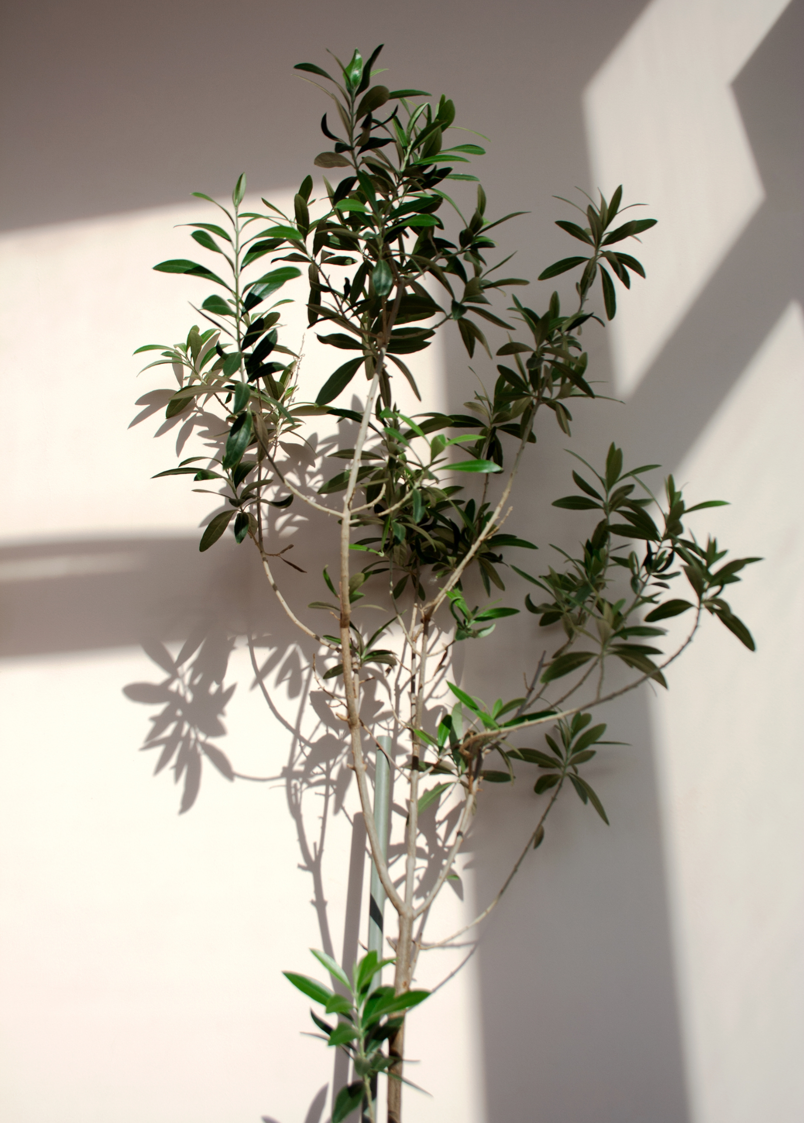 Healthy Olive 'Arbequina' tropical fruit tree by Sow Exotic with lush green foliage and a sturdy trunk.