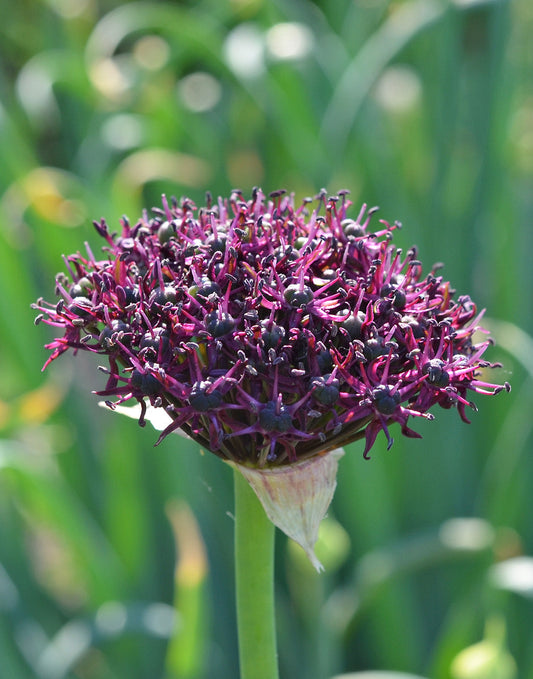 Cluster of Atropurpureum Allium bulbs from BloomingBulb, showcasing their rounded shape and purple-tinged scales.