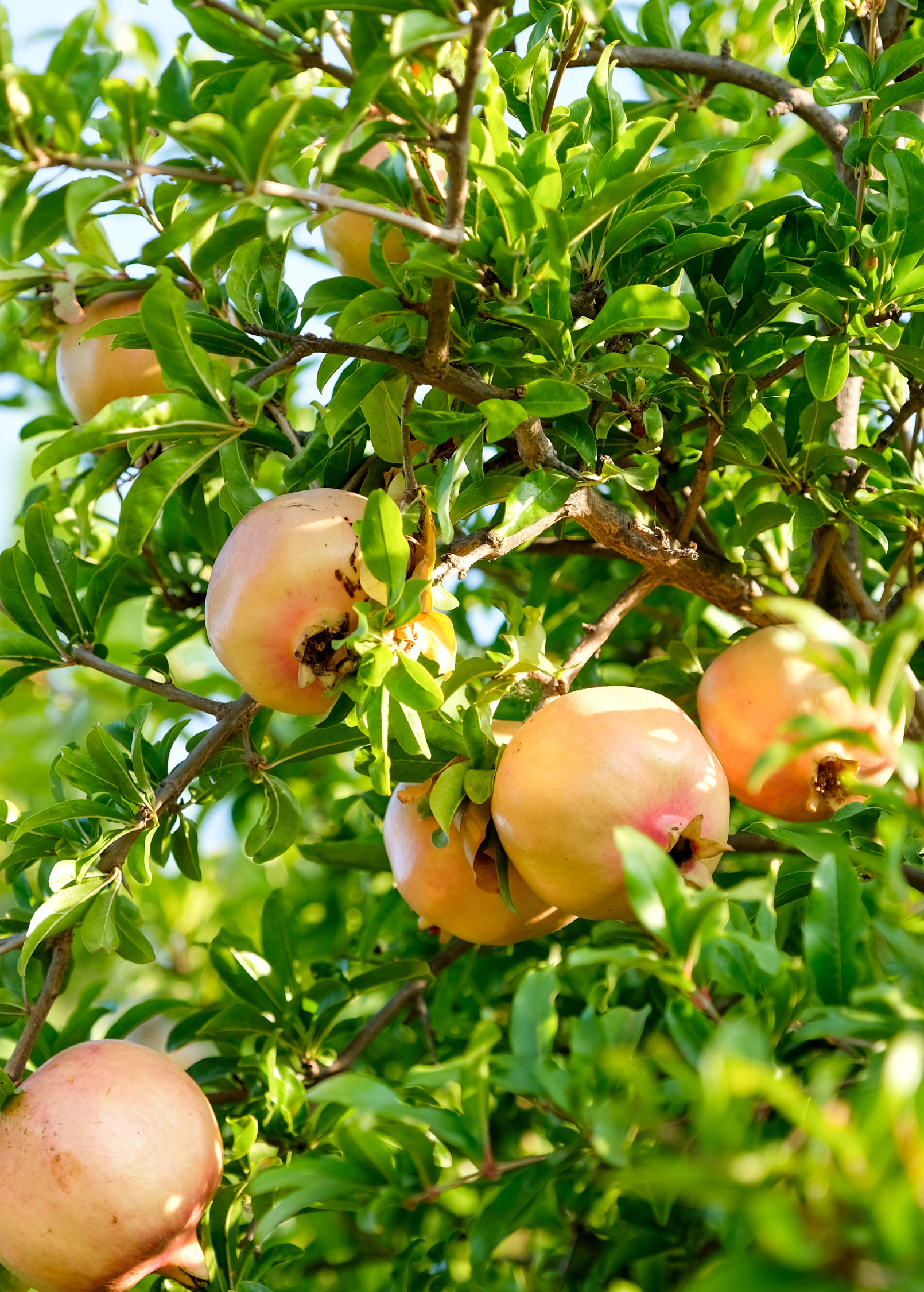 Healthy pomegranate 'Azadi' tropical fruit tree by Sow Exotic, featuring lush green foliage and young fruit clusters.