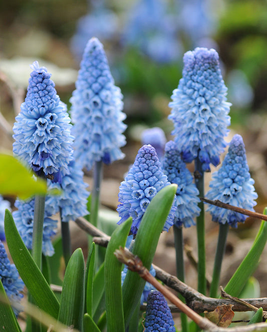 Azureum Muscari bulbs from BloomingBulb, showing vibrant blue flower clusters and green foliage, ready for planting.